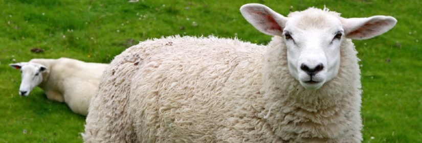 Early Lambing – Investigating abortions in sheep